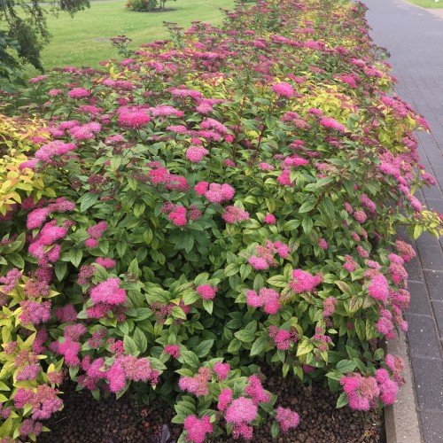 Spiraea japonica 'Zigeunerblut' - Jaapani enelas 'Zigeunerblut' C1/1L